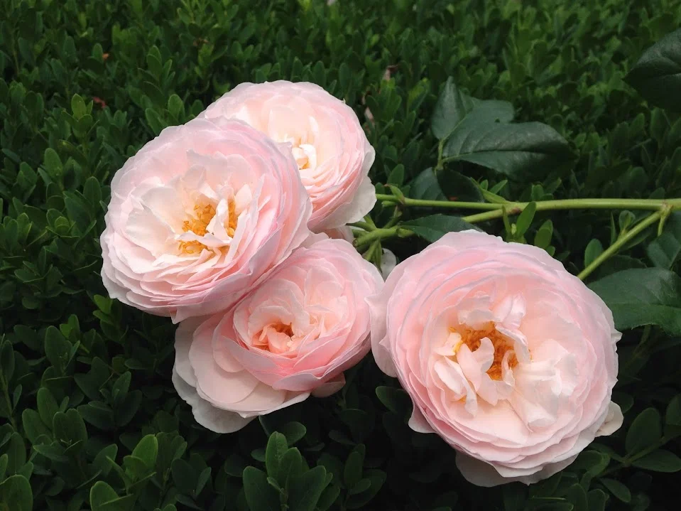 Home | Rosewood Gardens | Fragrant David Austin Roses — Rosewood