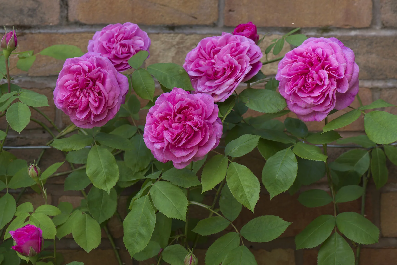 Gertrude Jekyll (Ausbord) D - Copy.jpg