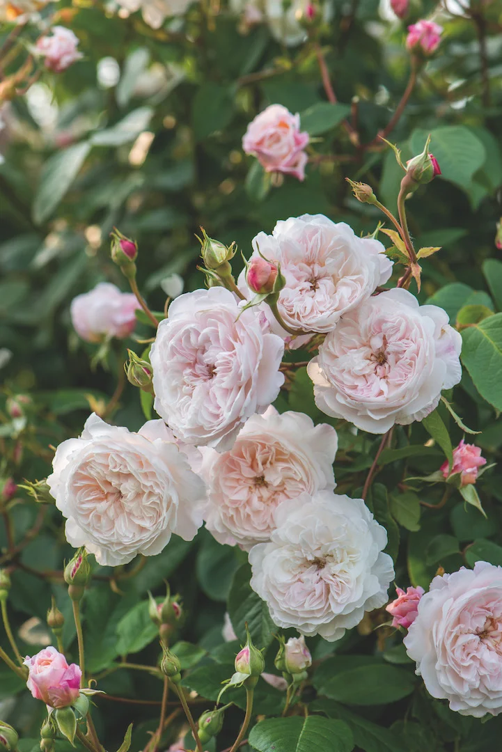 David Austin Rambler The Albrighton Rambler | Rosewood Gardens | Fragrant David Austin Roses ...