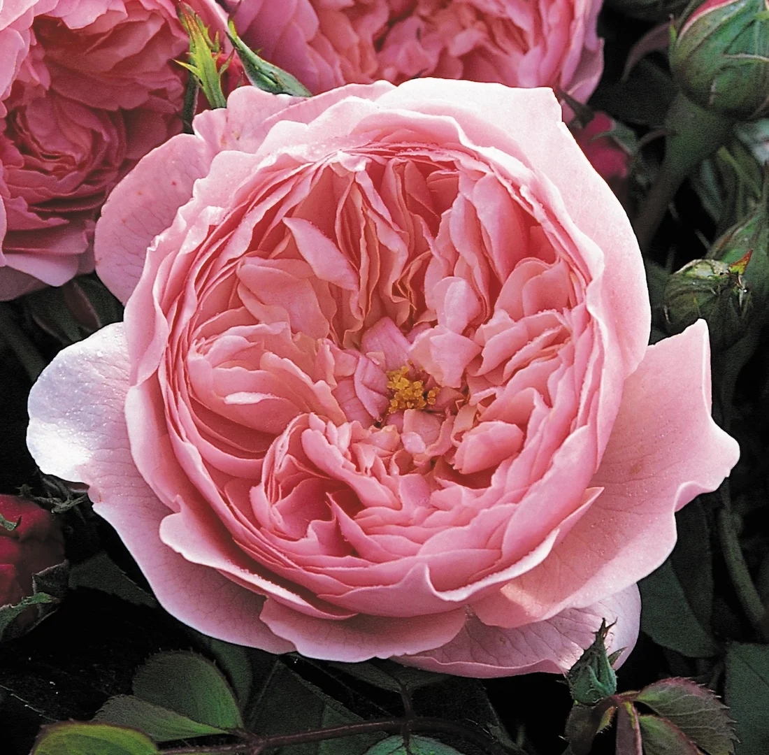 Anlwick Roses The Alnwick Rose | Rosewood Gardens | Fragrant David Austin Roses ...