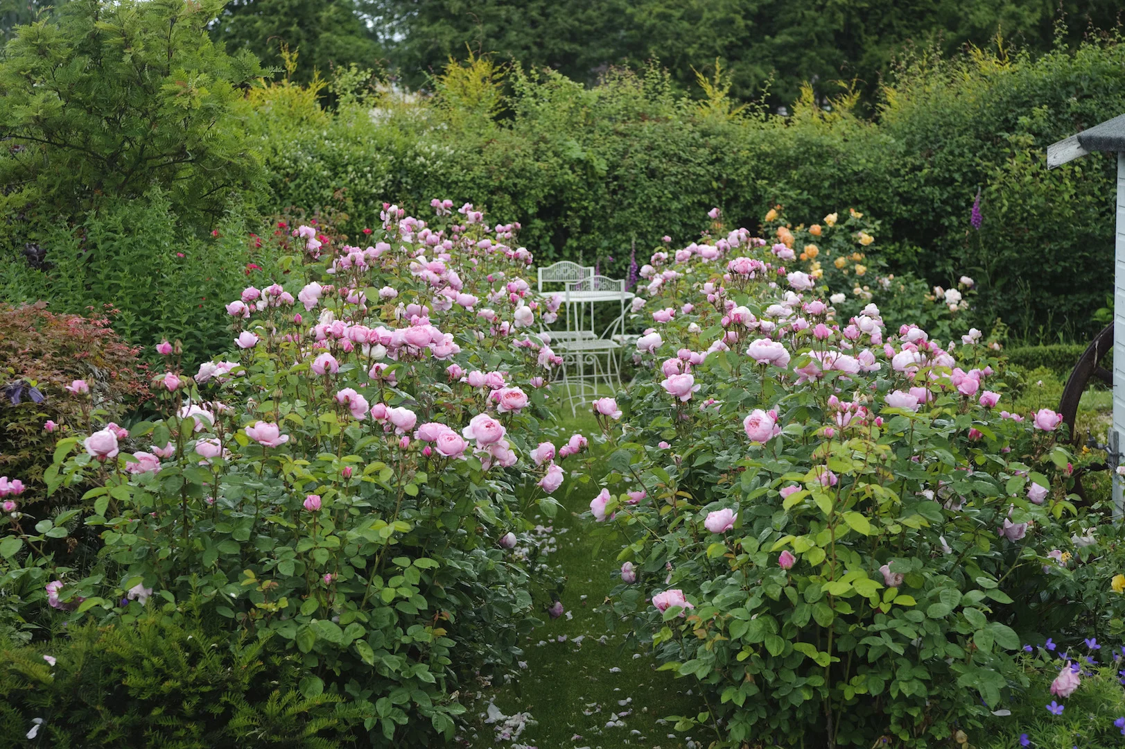 Anlwick Roses The Alnwick Rose | Rosewood Gardens | Fragrant David Austin Roses ...