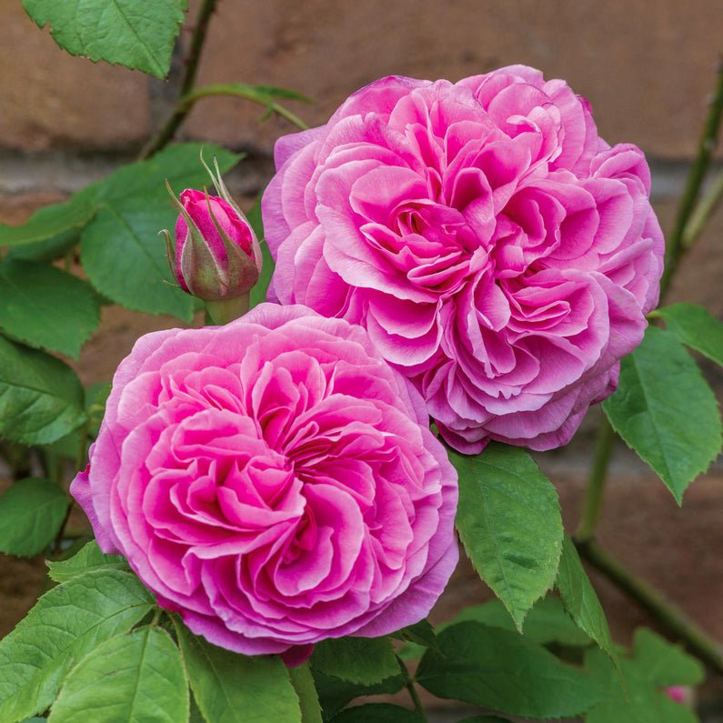 Gertrude Jekyll - Sold Out
