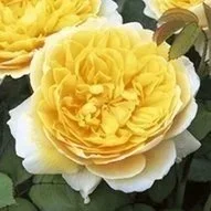 Charlotte - 3 Available