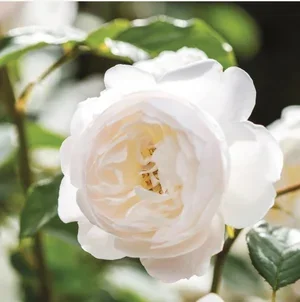 Desdemona - 4 Available