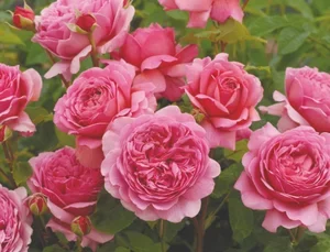 Princess Alexandra of Kent - 4 Available