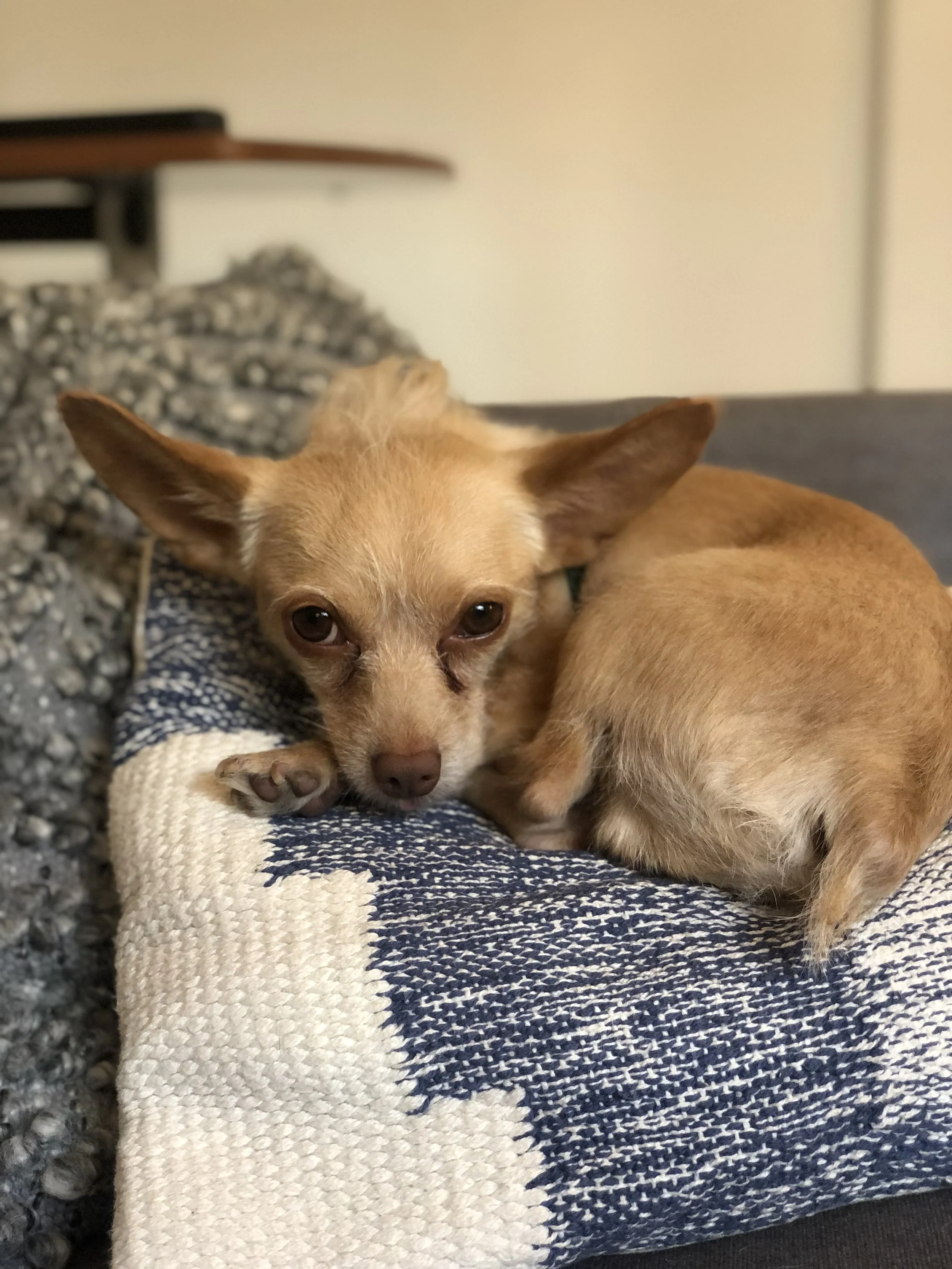 Picture of Chihuahua mix dog, laying on top of pillows in office.