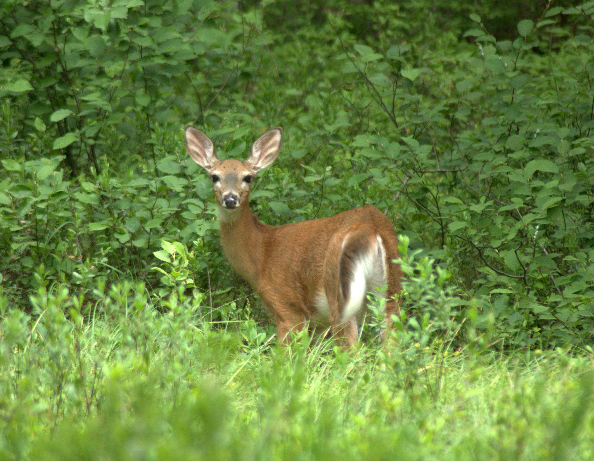 Management for Wildlife Habitat 