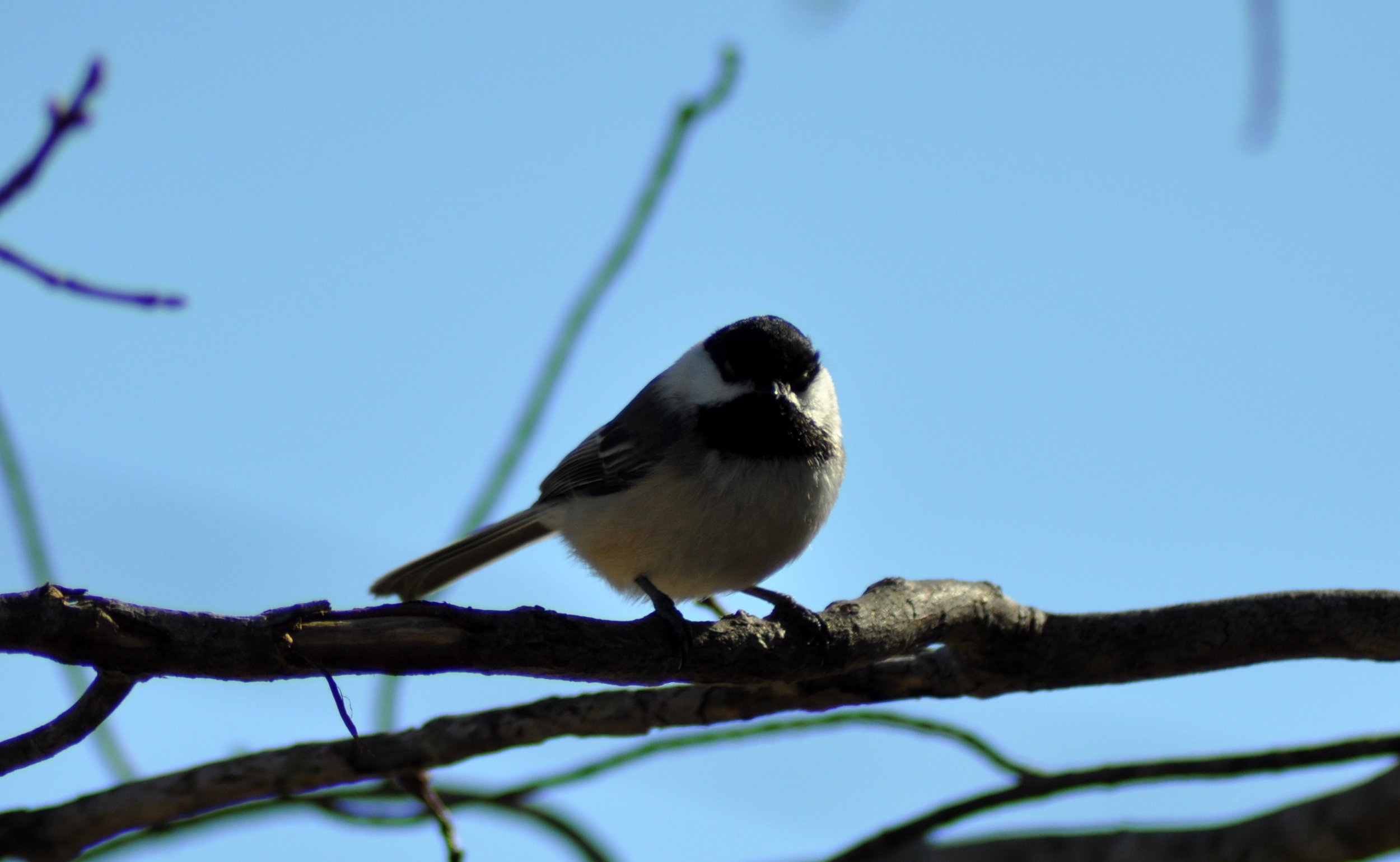 forest songbird (3).JPG