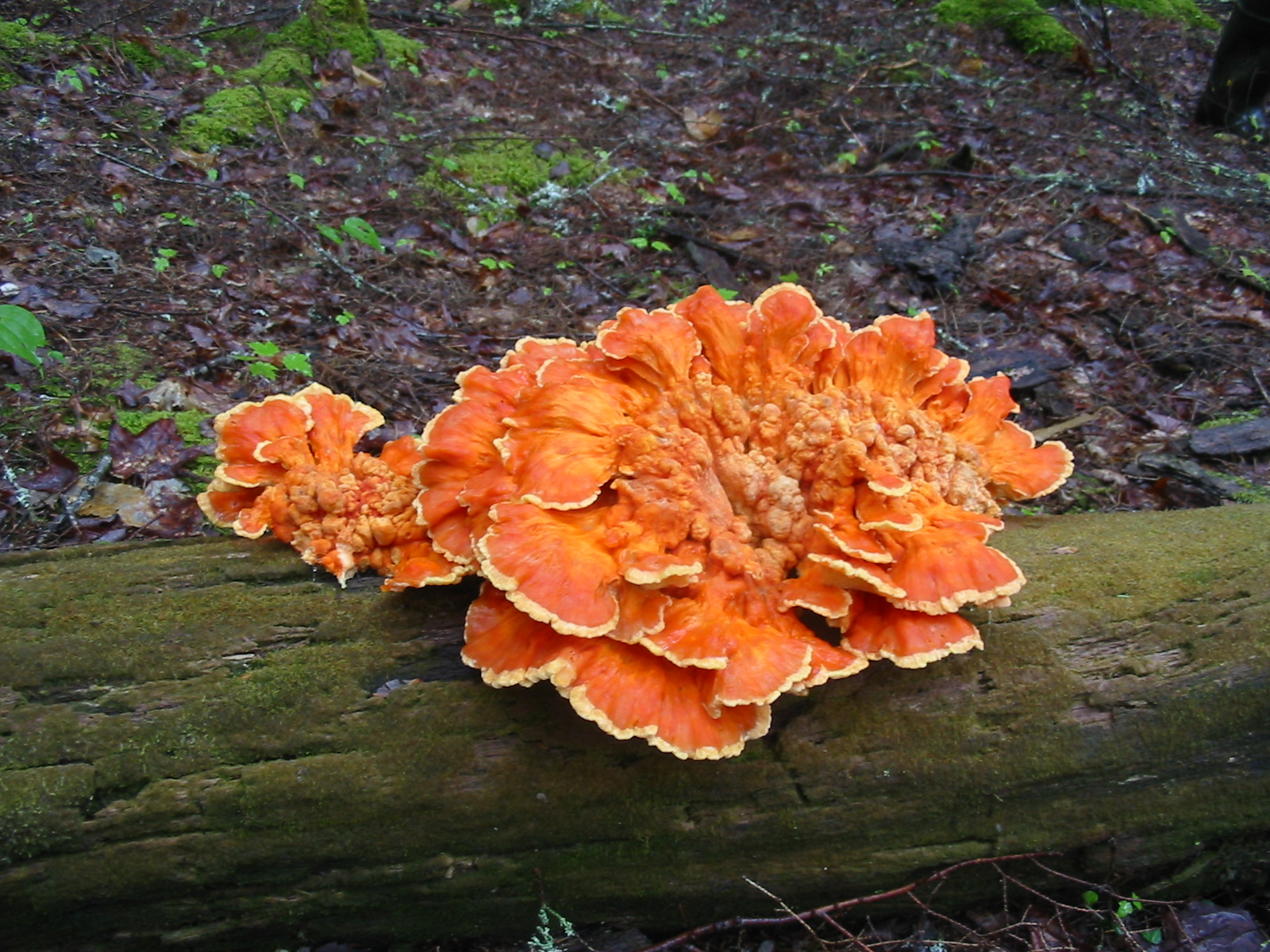 Chicken of the Woods.jpg