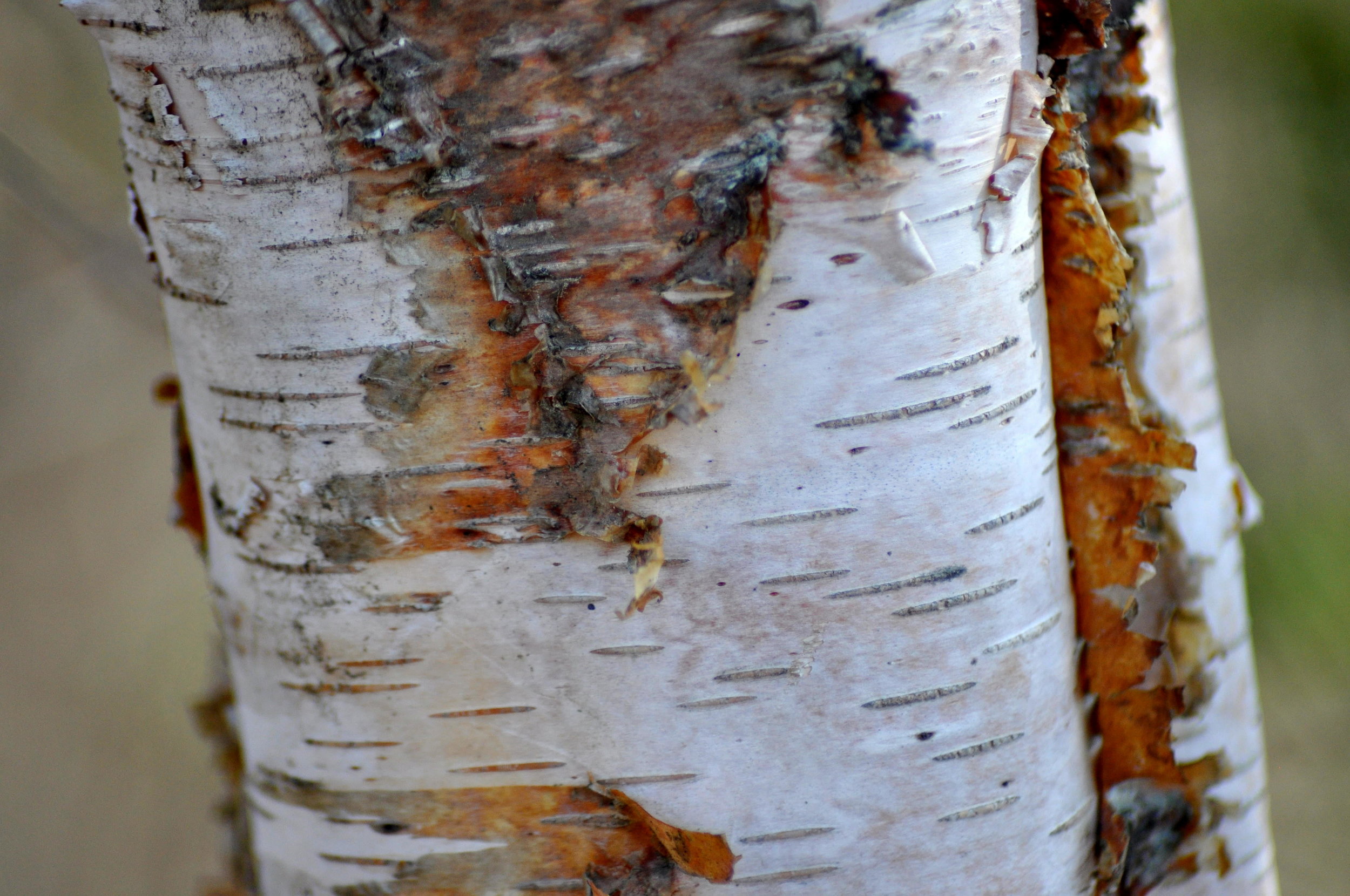 birch bark.JPG