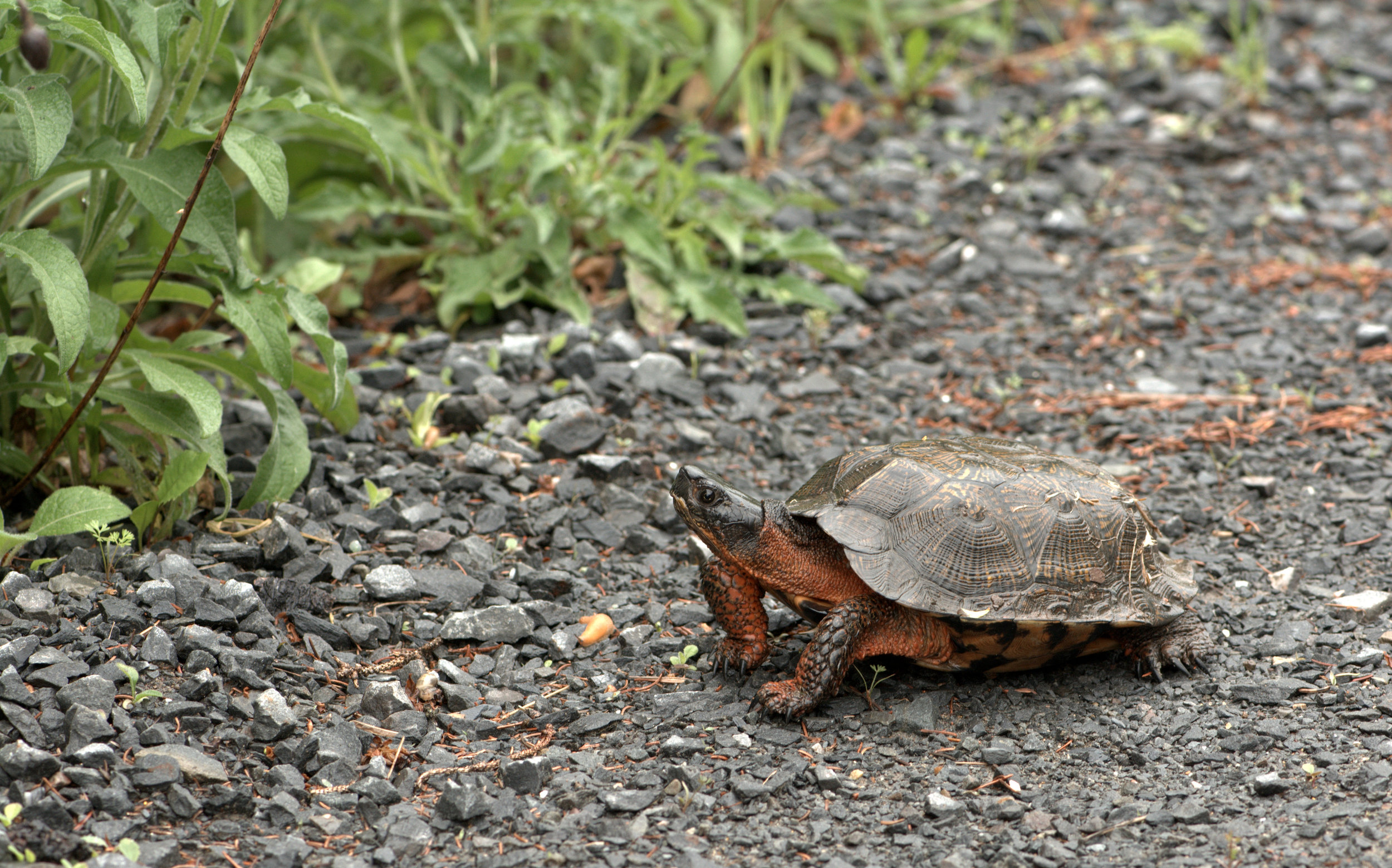 rare wood turtle at forest edge.jpg