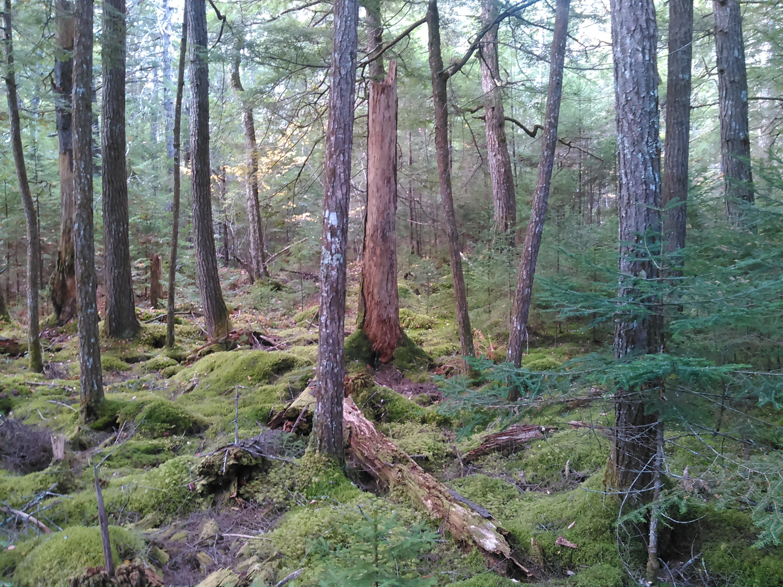 Old Growth Forest, Salmon Lake # 3.jpg