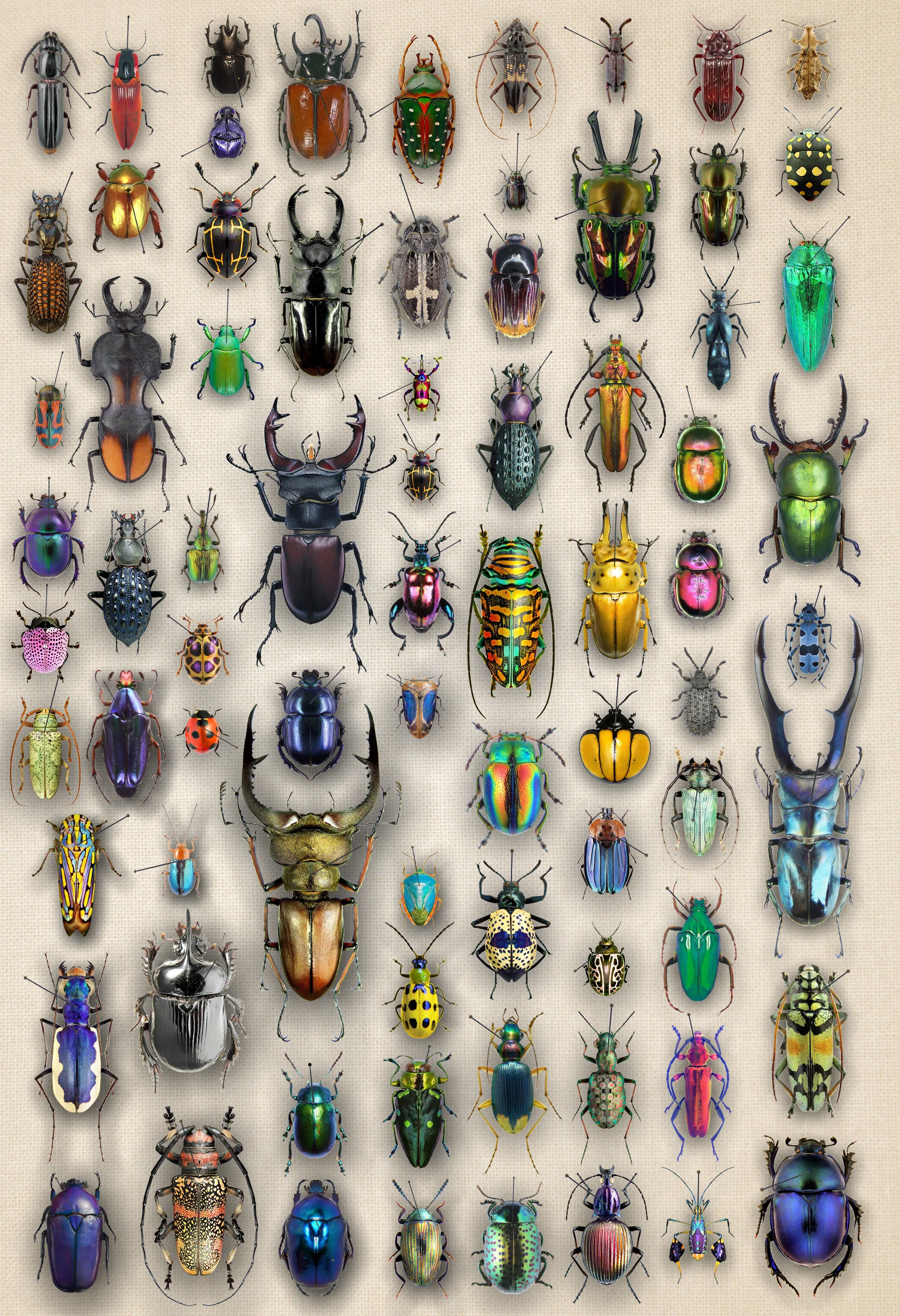Beetles_Finished.jpg