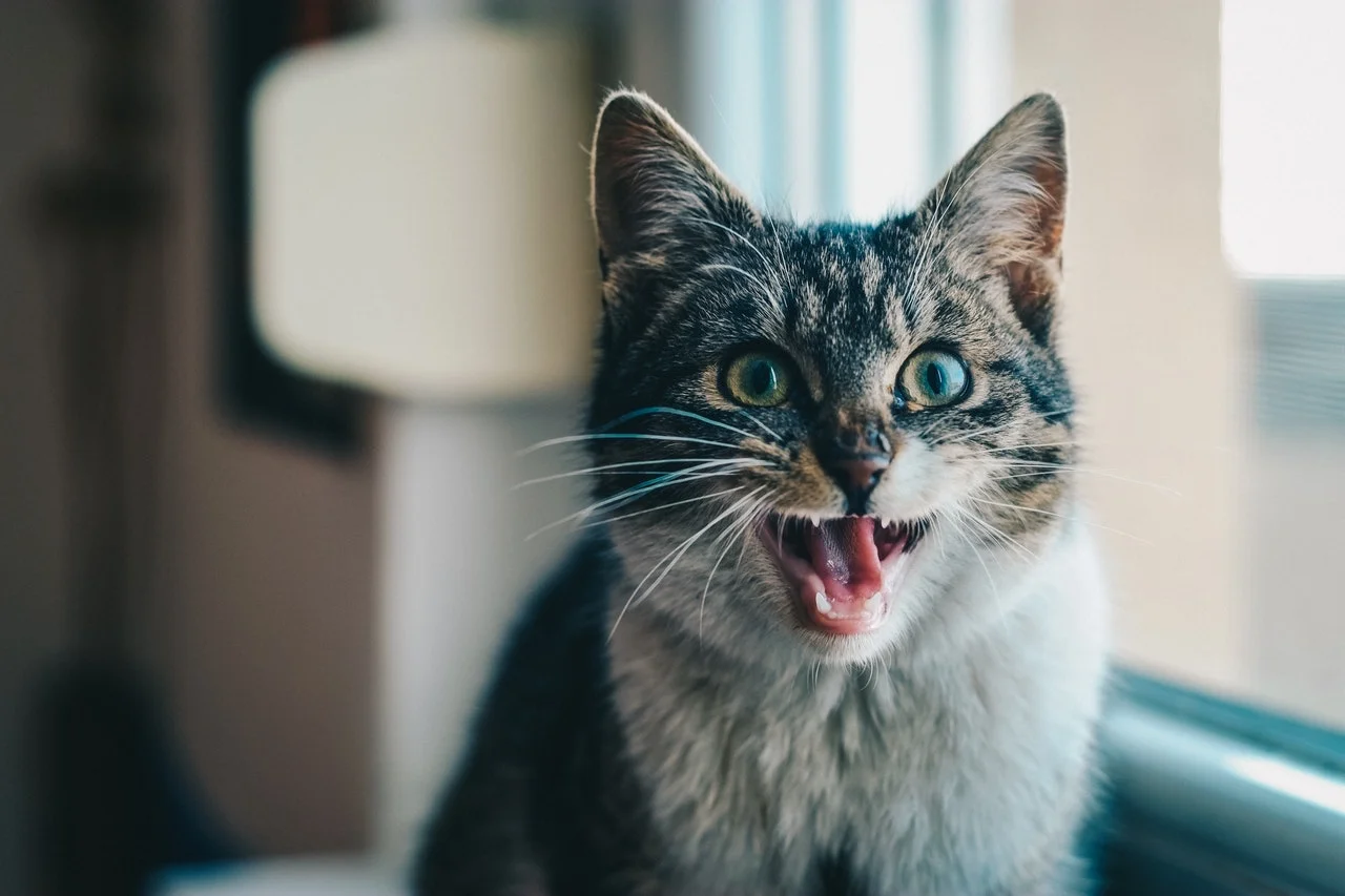 hysterische-katze.jpeg