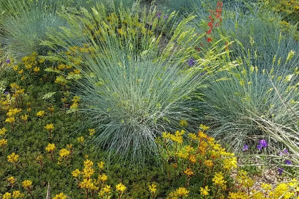 Online: Waterwise Landscape Design