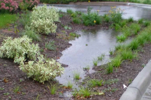 Online: Building a Rain Garden