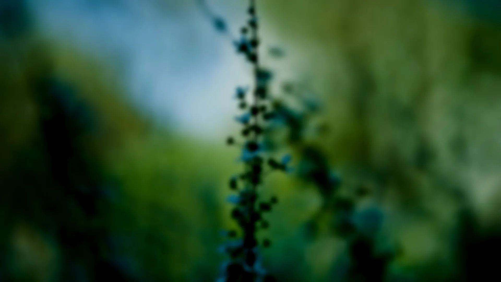 flowers_blur_background_68023_1920x1080.jpg