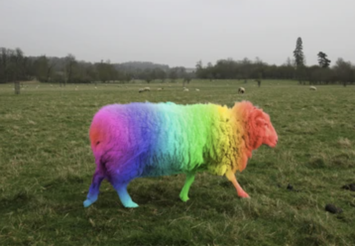 Be the Rainbow Sheep in Your Family (3 Ways How)