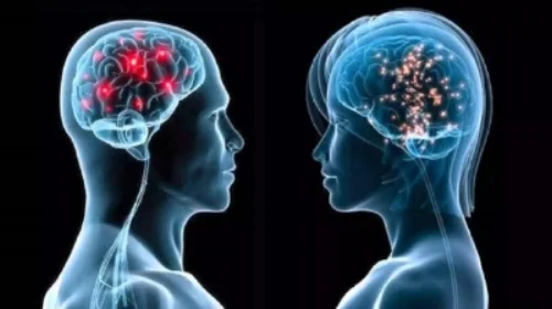 male female brain.jpeg