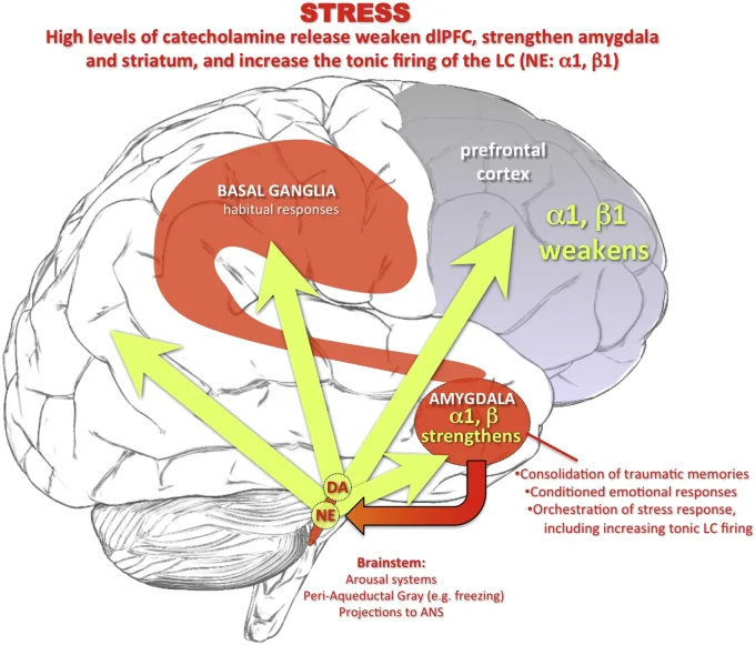 Under high stress there are high levels of catecholamine release in brain, which weaken prefrontal cortex function. Click to enlarge. Image source .