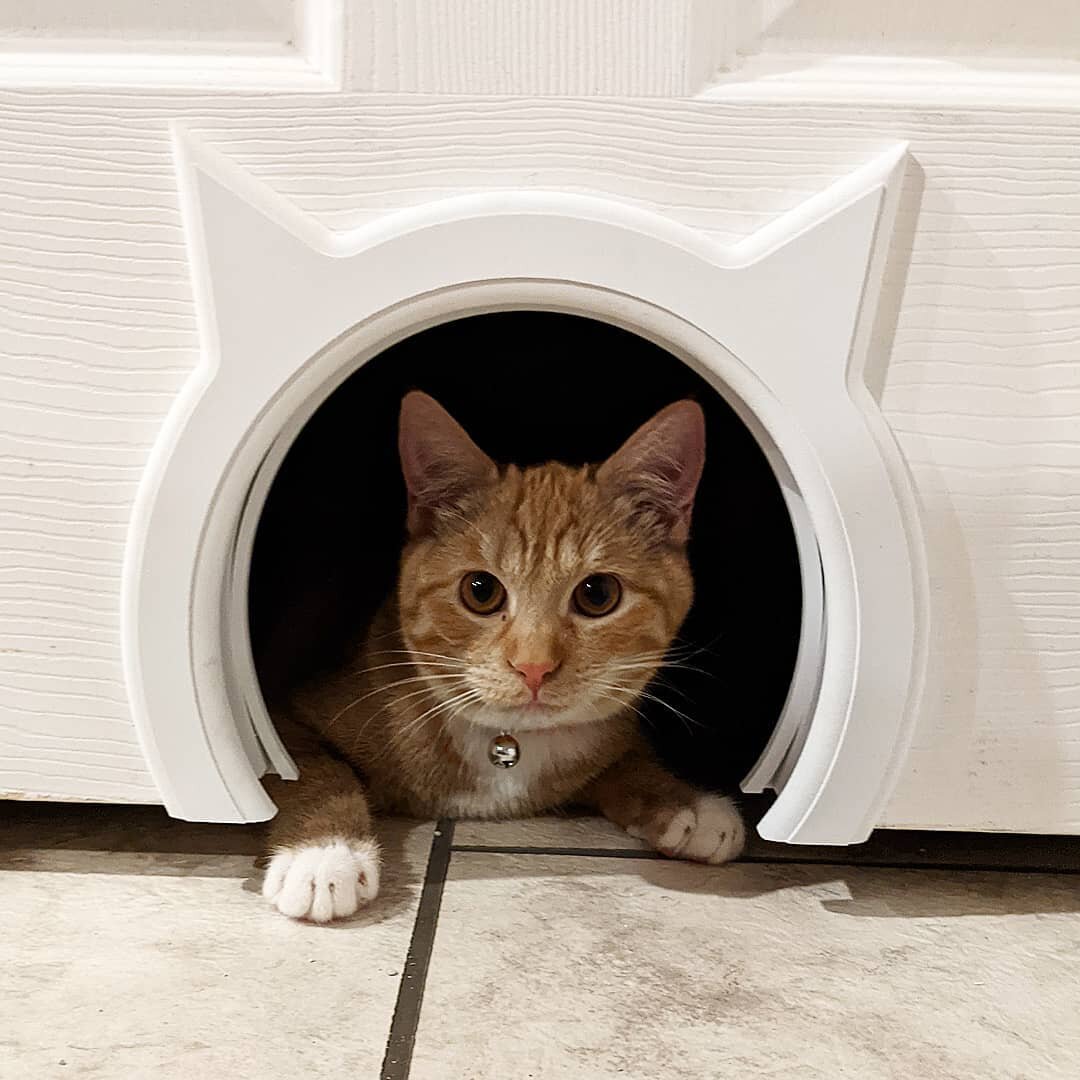 I put a hole in the door, so I guess she's staying. 
#babywanda #catdoor #catsofinstagram #privacy