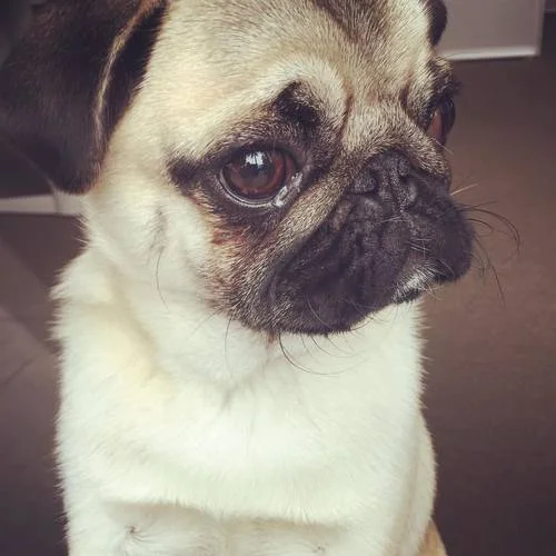 Murray the Pug