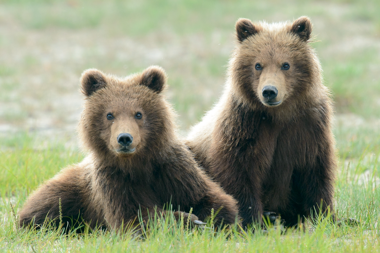 Alaskan Brown Bears