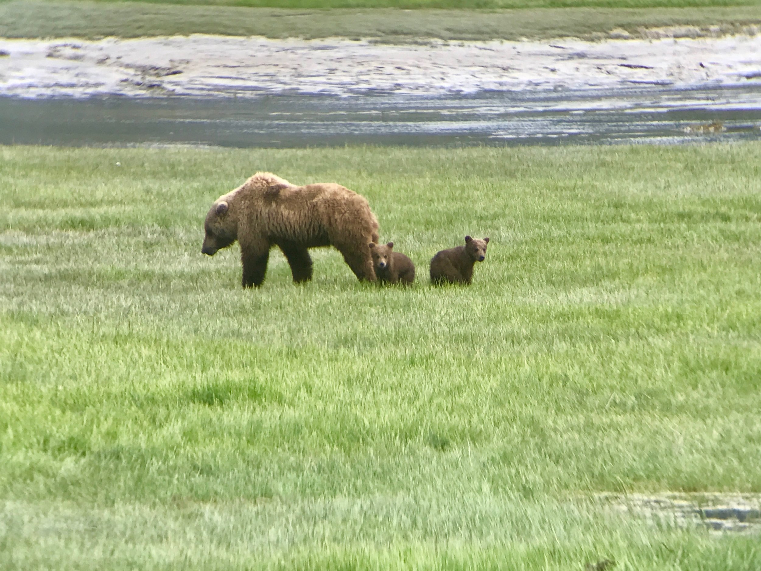 Alaskan brown bear momma and cubs