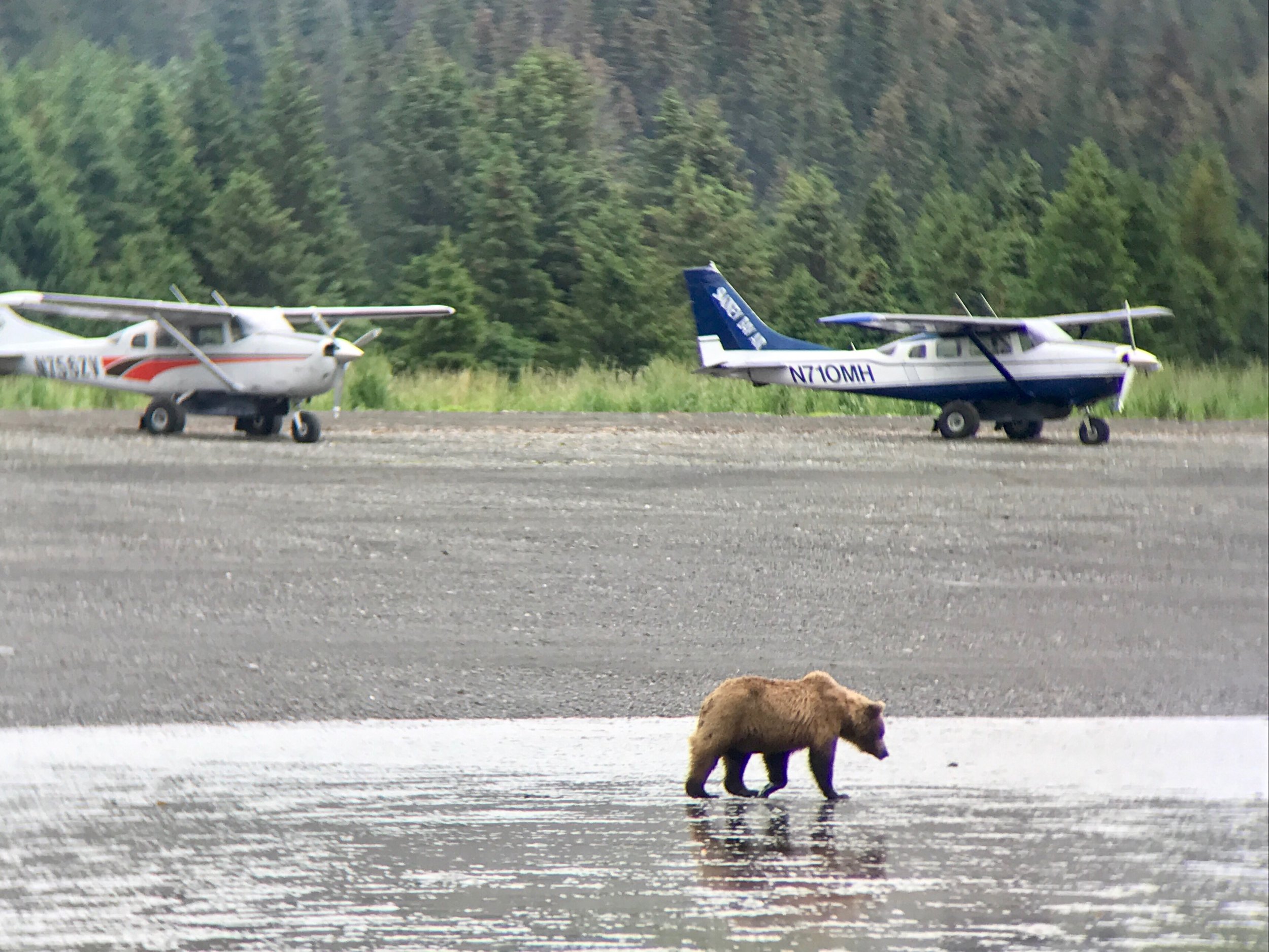 Alaskan bear viewing Kenai Peninsula