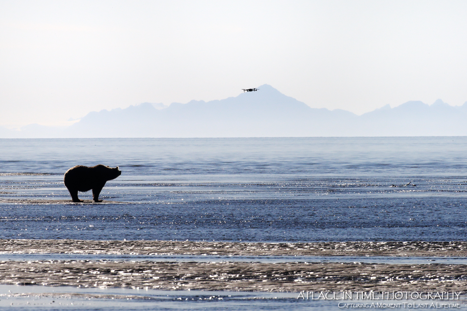 This was a bear we were observing and someone launched a drone that had this bear perturbed. It eventually drove the bear off. At Smokey Bay Air we have a no drone policy and wish every one did. Drones upset the bears and spoil the ambiance we work so hard to preserve for all. No drones on bear views, please.