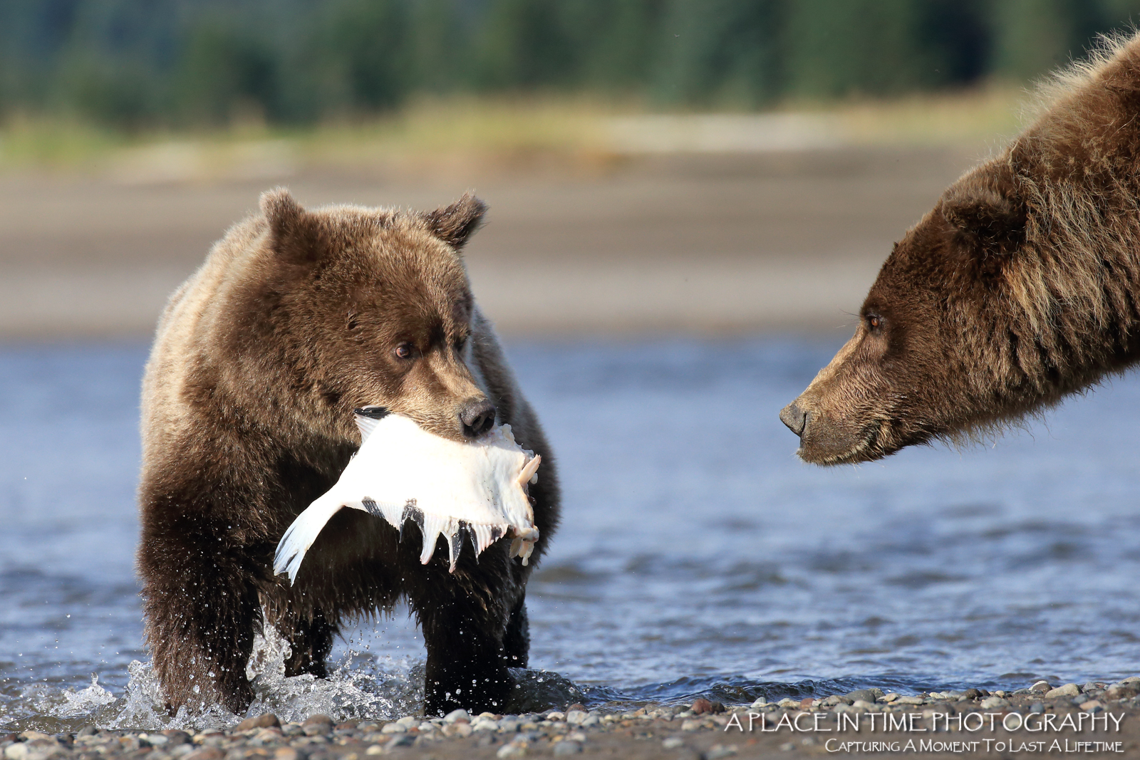 I saved my favorite for last. The look in both their eyes is great..