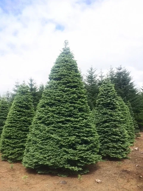 New Noble Fir.jpg