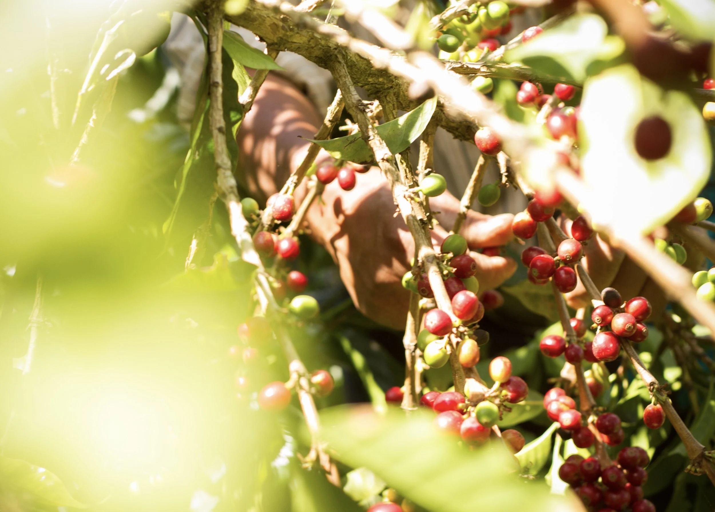 Seeds Coffee Guatemala-Jon Lawler-0010.jpg