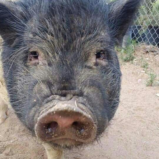 Sacramento Zoo on X: Will you donate? Piggy please?   #BigDog2016 #meme Red River Hogs born at #SacZoo  4/3.  / X