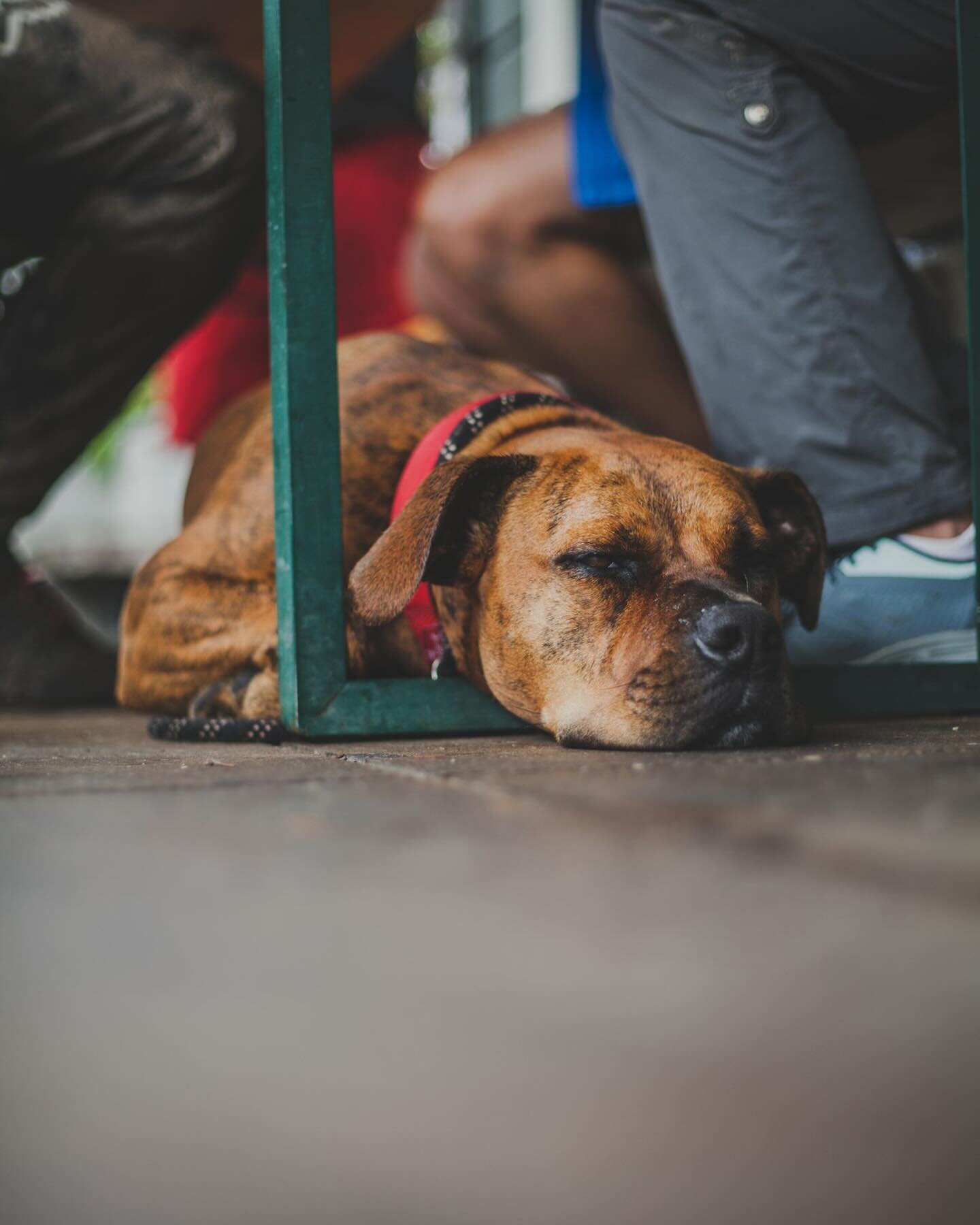 Patiently waiting whilst his owners grab an #allpress coffee fix. 
Your pooch is welcome in our courtyard.