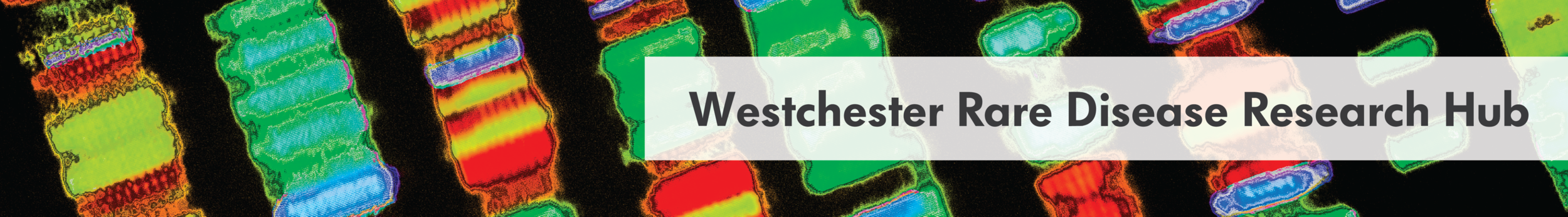 Rare Disease Header 2018.png