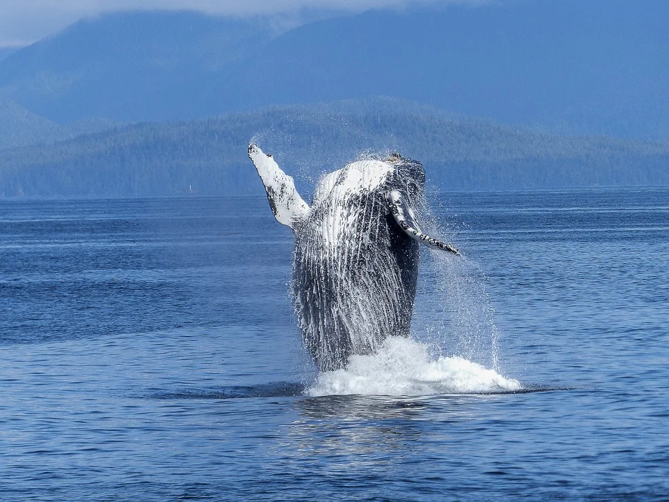 humpback-whale-431902_960_720.jpg