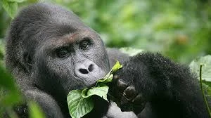 eastern lowland gorilla2.jpg