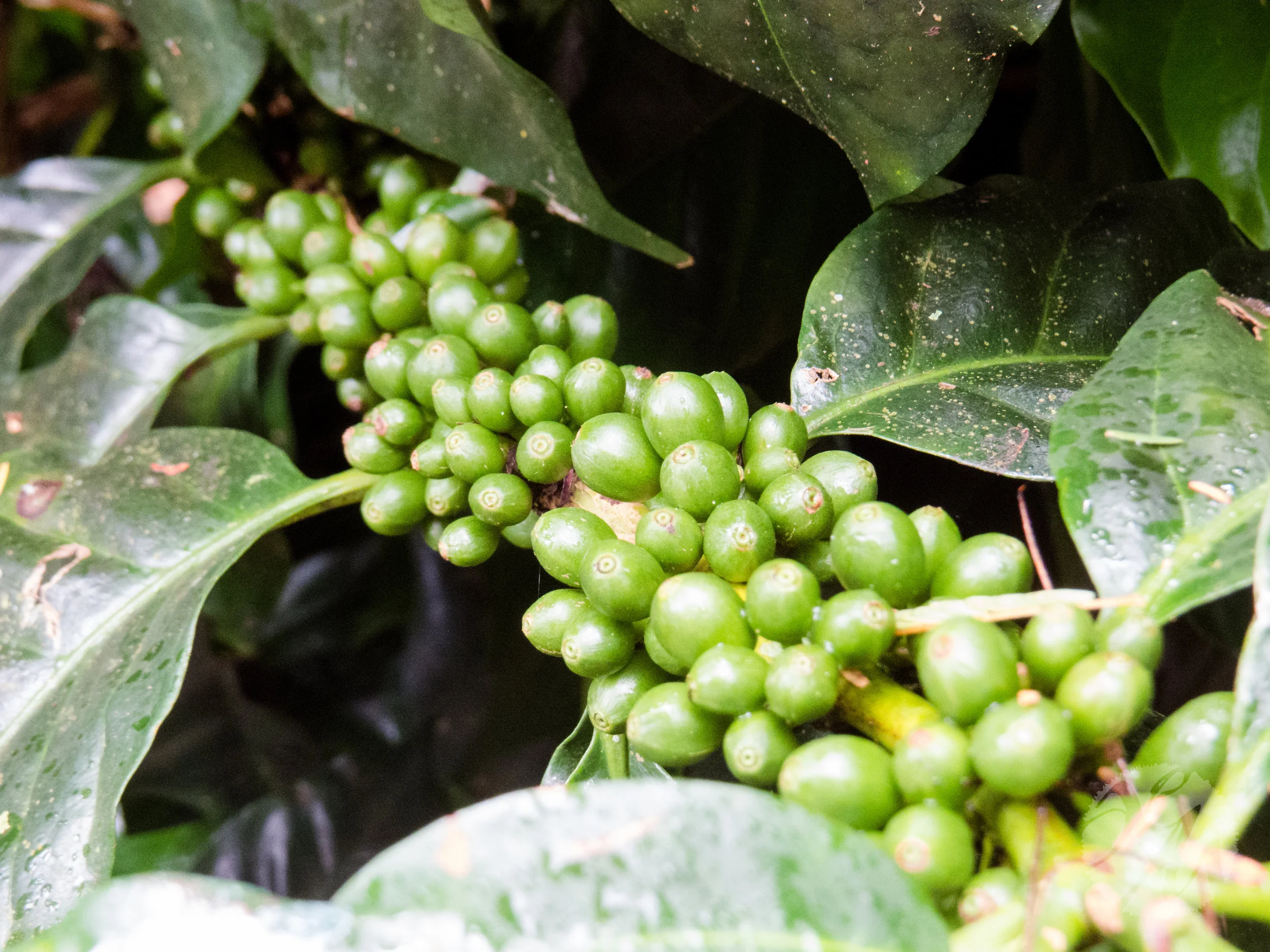 Coffee growing on a small, successful farm run with sustainable practices at its center.