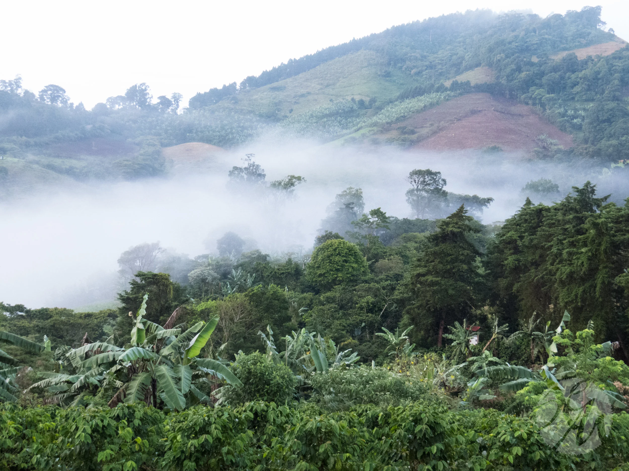 An early-morning view from the porch of my cabin at the Eco Albergue La Fundadora. 