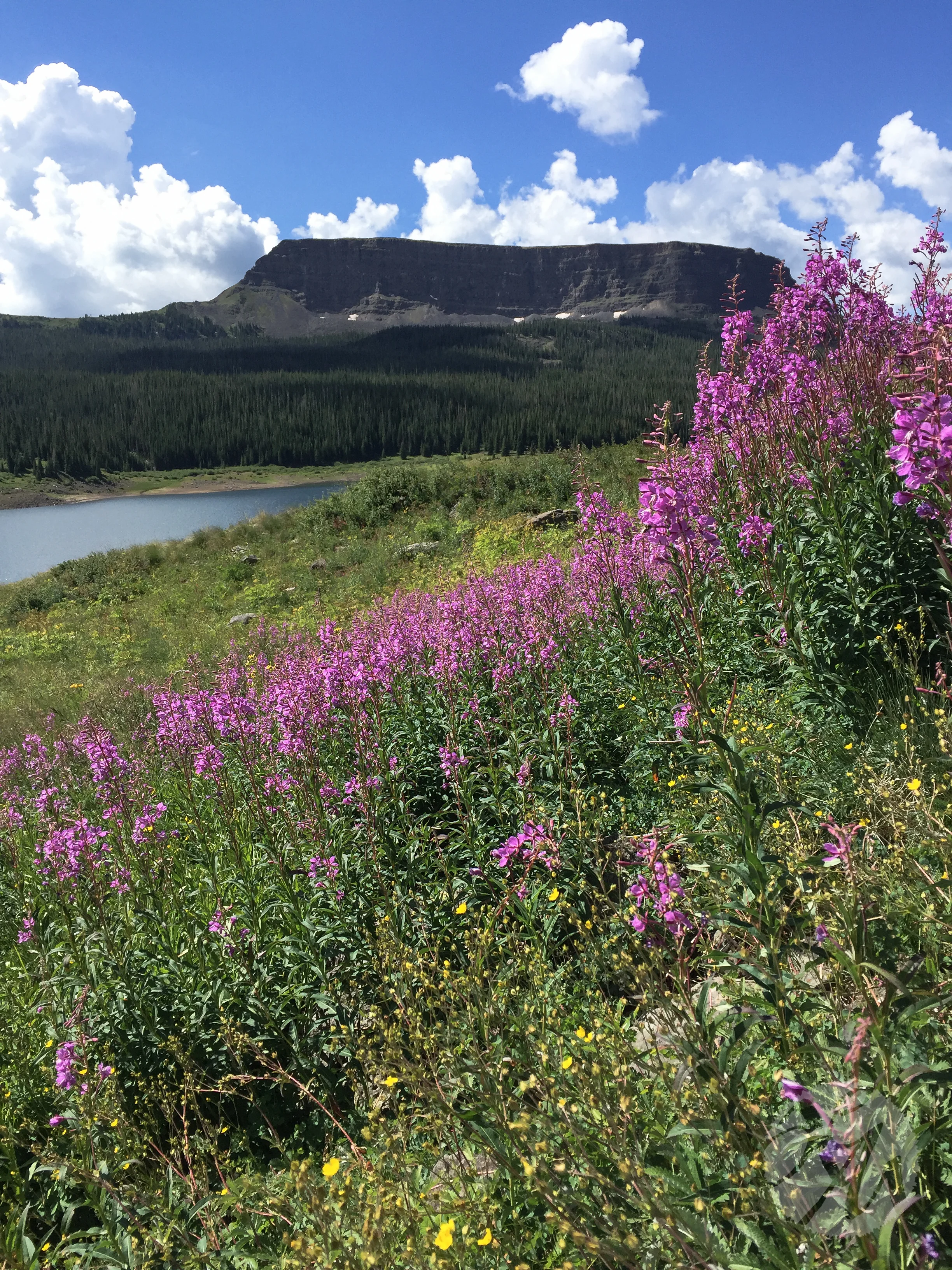 Flat Tops Wilderness Area in Colorado. See where it gets its name?