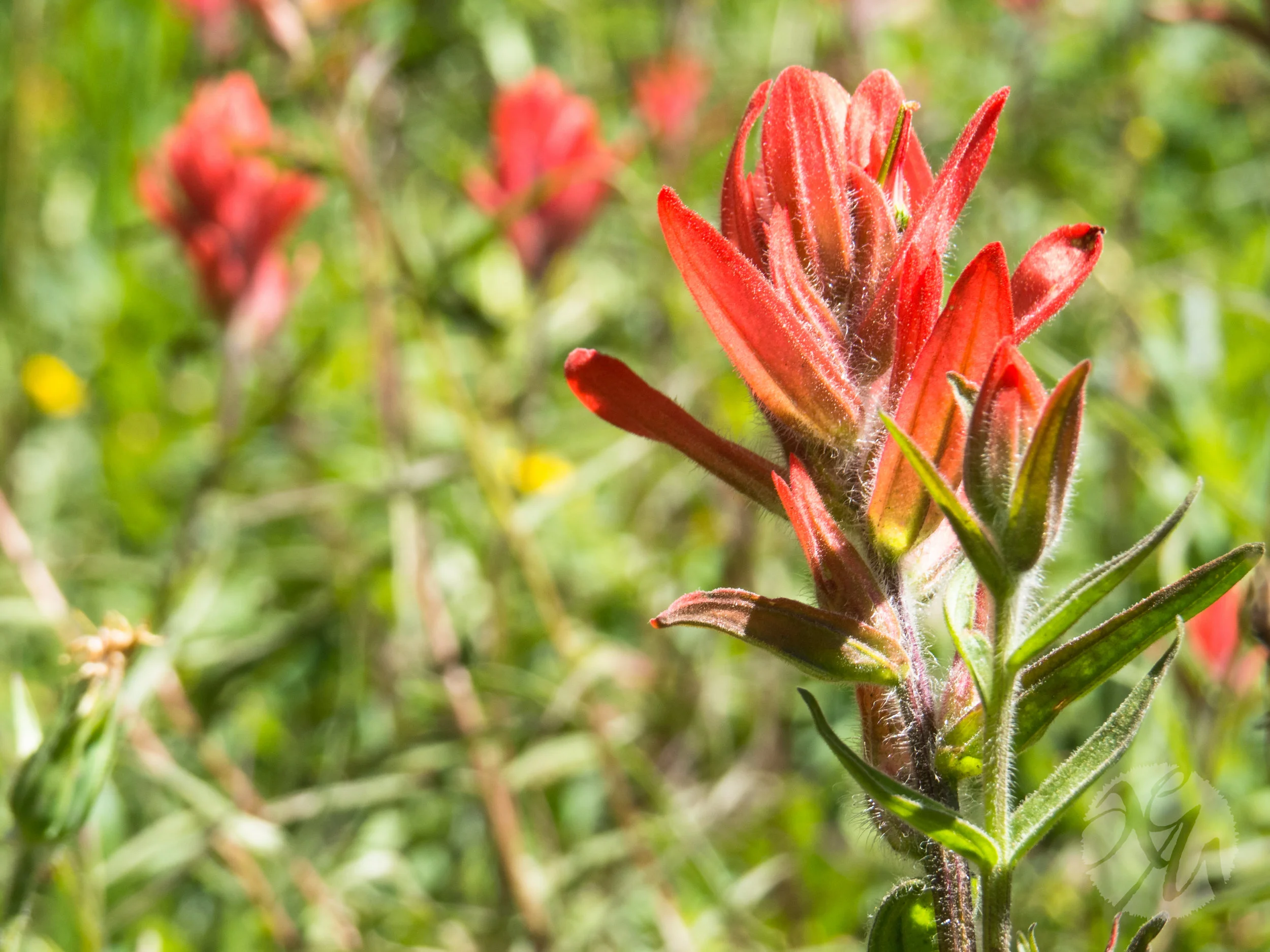 Just one of the beautiful wildflowers we saw: Indian paintbrush. It's a perfect name!