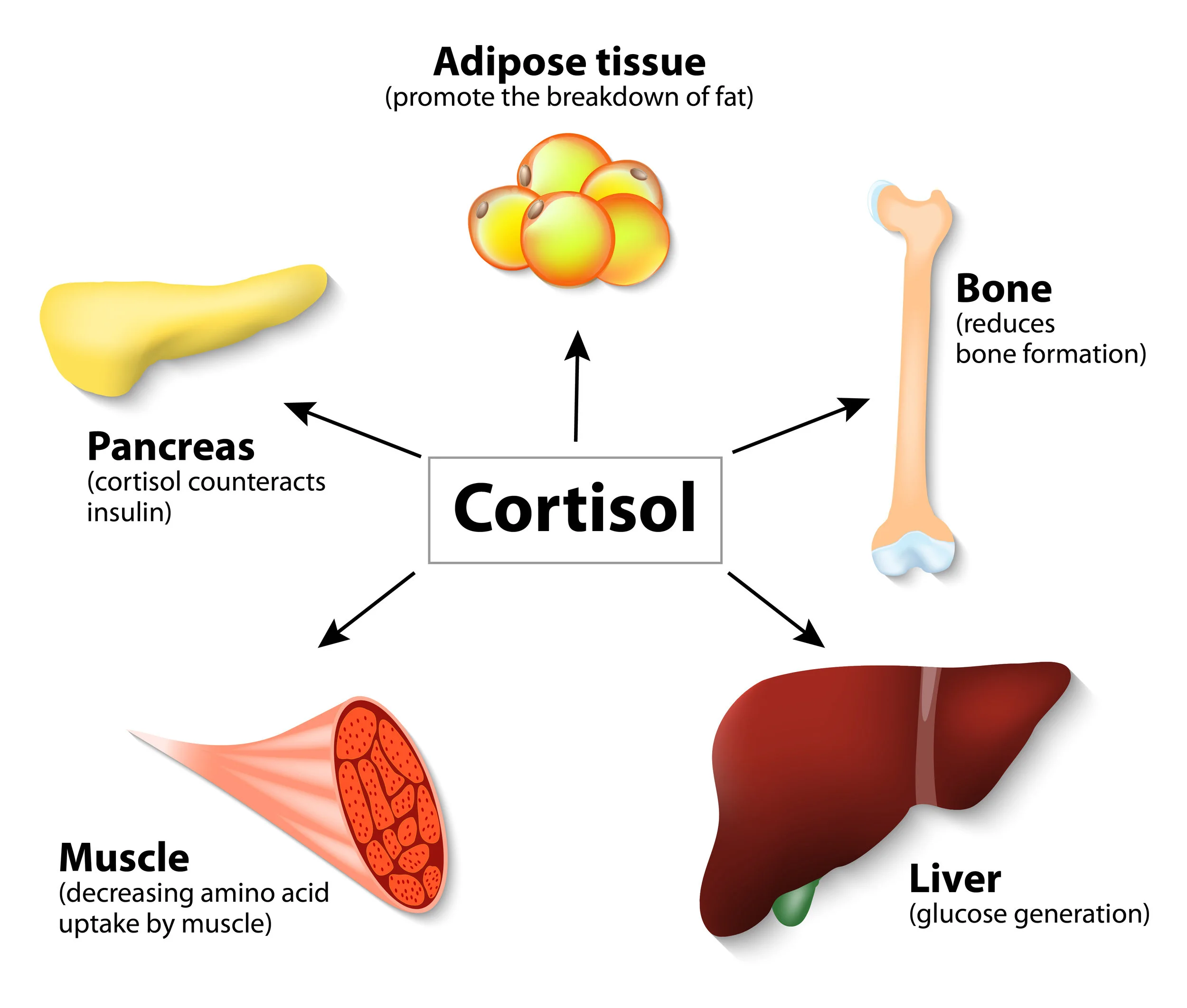The impact of increased cortisol on the body. 