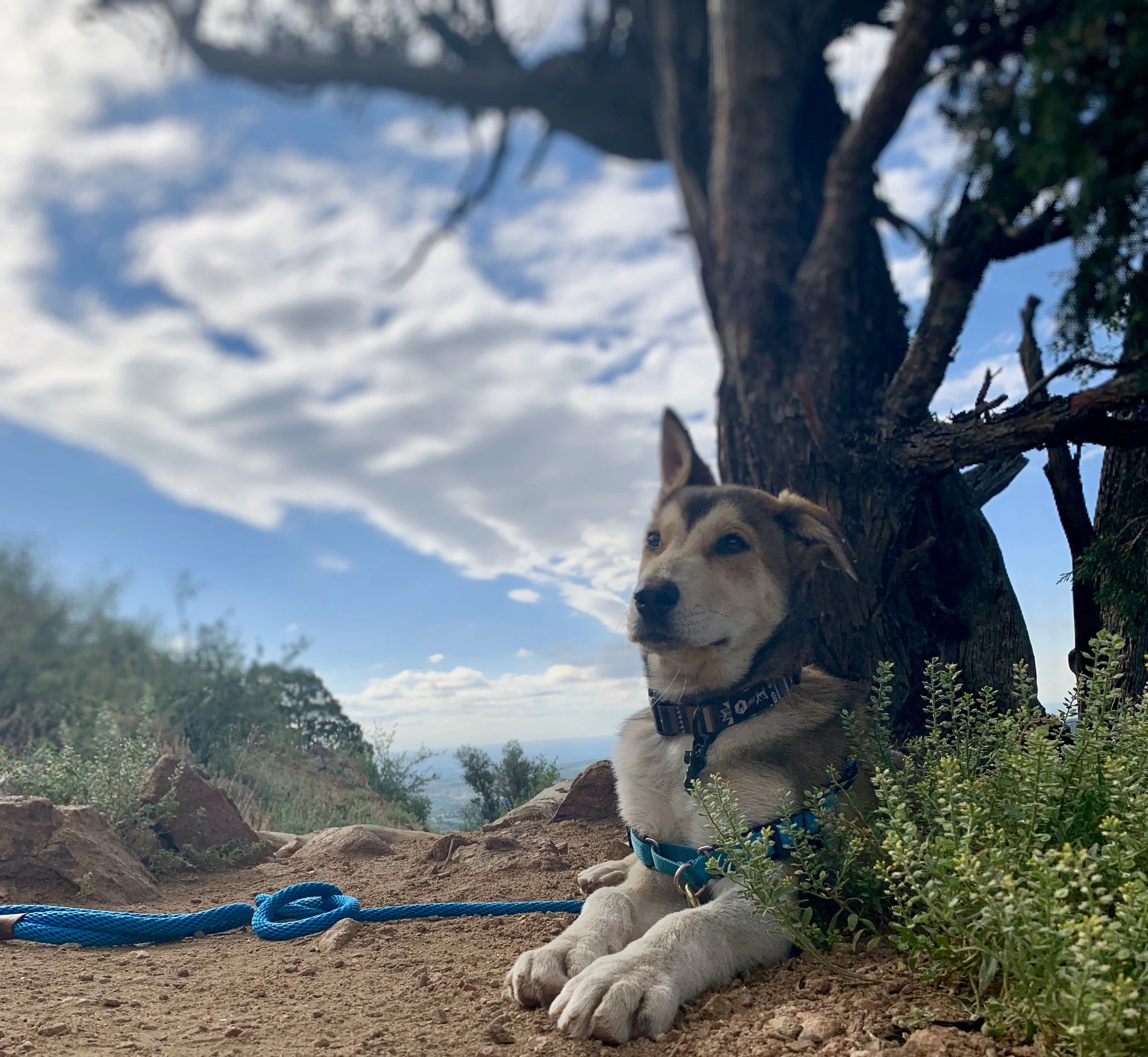 How a Tree &amp; My Puppy are Teaching Me About Unconditional Love &amp; Buddhism