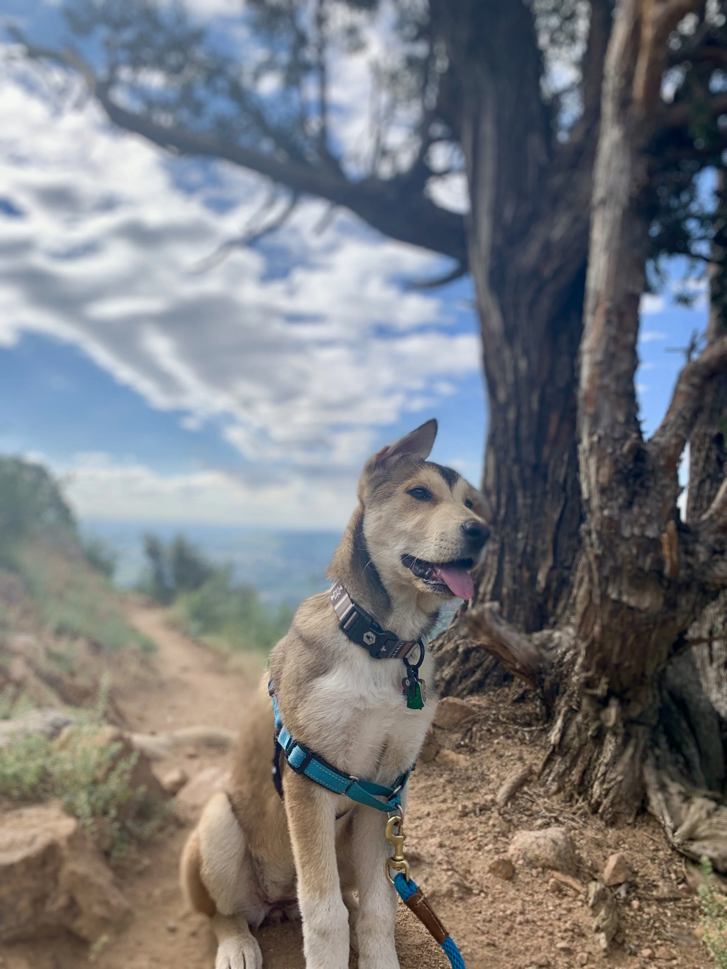 Juniper, with her namesake