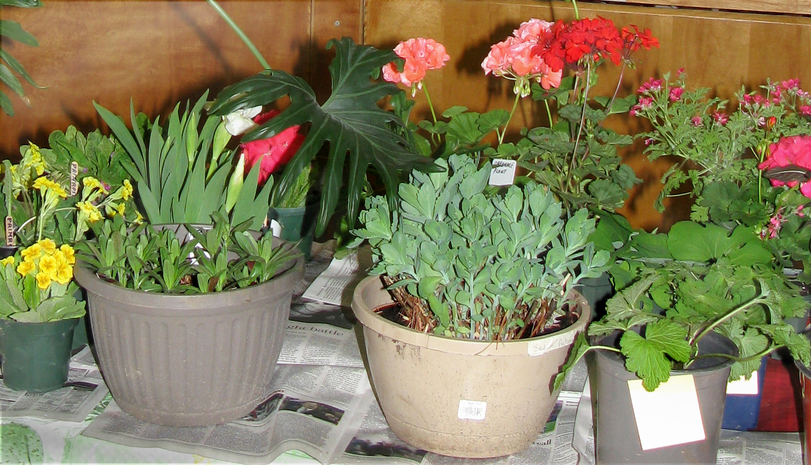 Show Plant Sale .JPG