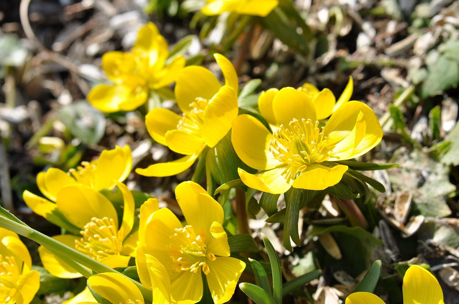 potentilla-674997_1920.jpg