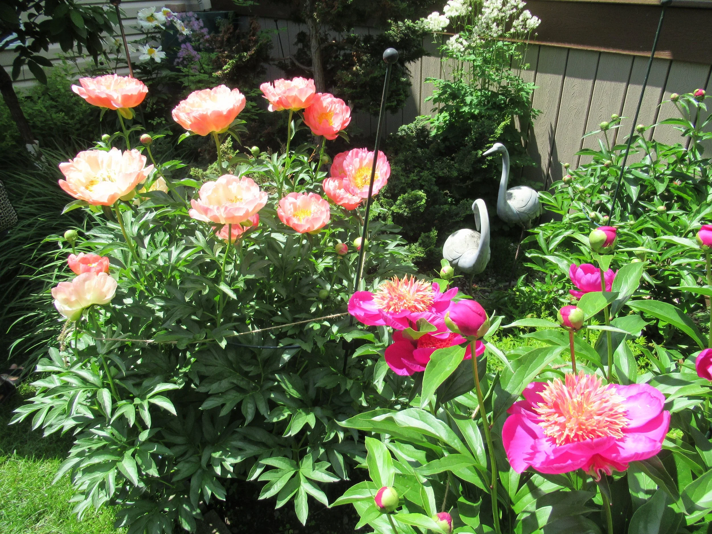 20220611VanNoortGardenTour.JPG