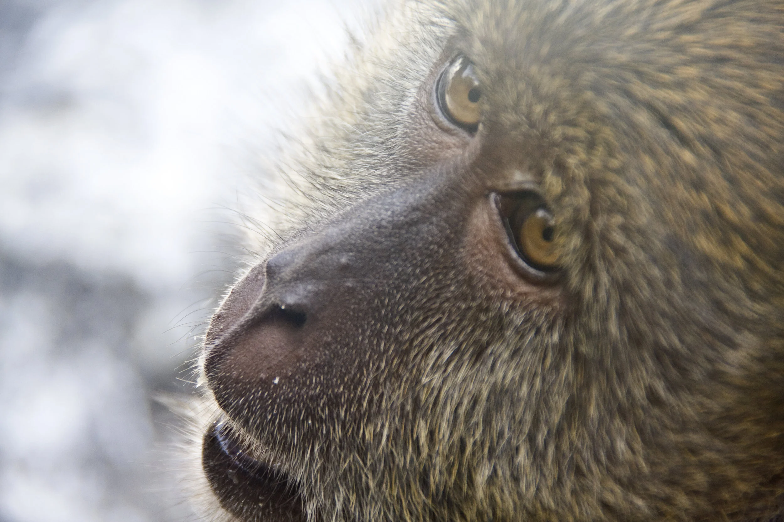 monkeyface.jpg