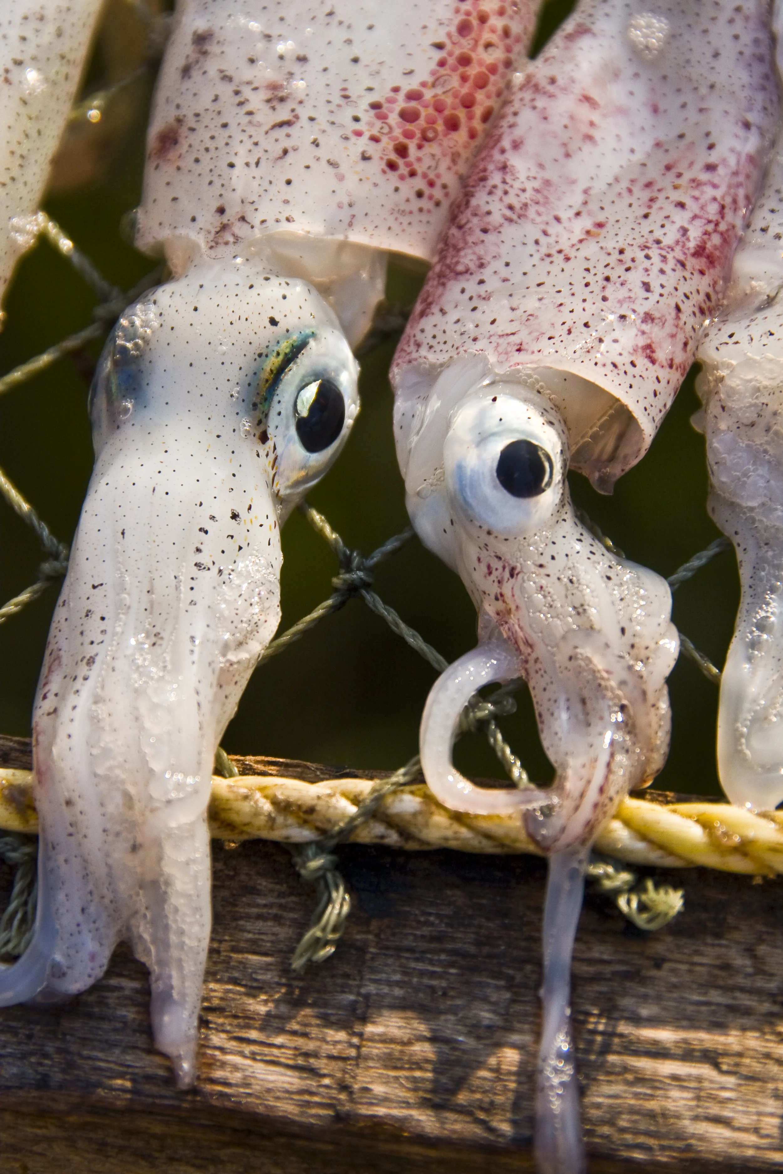 squideyes1.jpg